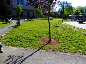 before photo of playground field with dead grass