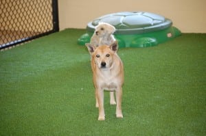dogs playing on artificial turf pet area