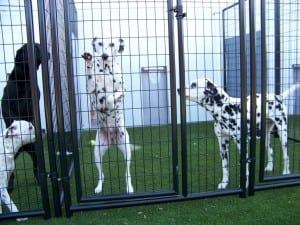 dog kennels on artificial grass