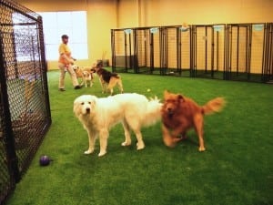 indoor pet area with artificial grass