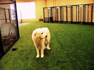 dogs playing on artificial turf indoor pet area