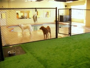 indoor pet areas with wadding pool and artificial grass installation