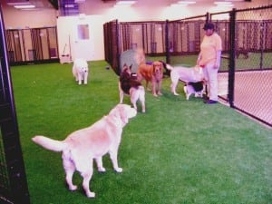 dogs playing in indoor pet area with artificial grass