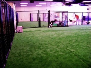 completed indoor pet area installation with artificial grass