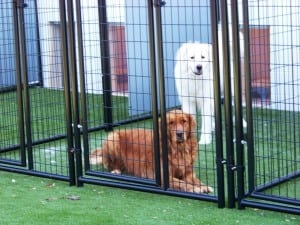 dogs in outdoor kennels with artificial grass