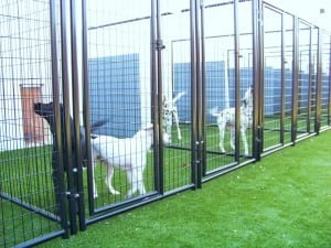 dogs in outdoor kennels with artificial grass