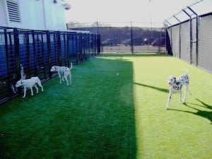 dogs playing near outdoor artificial grass kennels