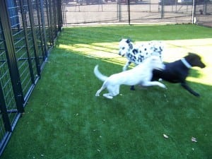dogs playing on outdoor pet area